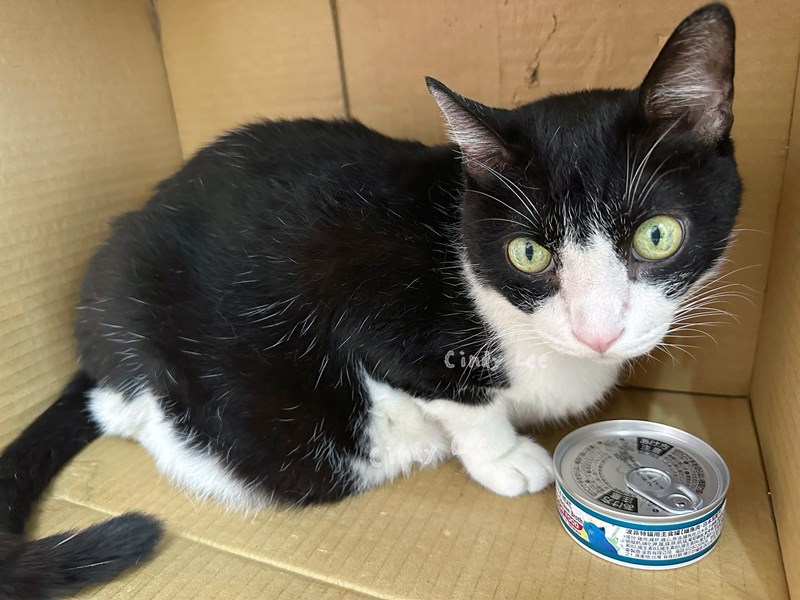 女人知己試用大隊,口碑行銷,部落客行銷,PURRFACT 波菲特貓用主食罐,主食罐,PURRFACT波菲特,貓主食罐,貓罐,PURRFACT波菲特貓用主食罐,魚肉蔓越莓主食罐,鮮嫩雞主食罐,鹿肉雞肉主食罐,牛肉鵪鶉貓主食罐,干貝蠶蛹配方,鱷魚肉白木耳配方,雞肉魚肉配方,安心鶉配方,評價,體驗,適口性佳,心得,成貓適用,高齡貓適用,質地是慕絲狀